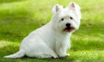 West highland white terrier (foto) - hunter fără teamă și însoțitor vesel: descriere, caracter, îngrijire